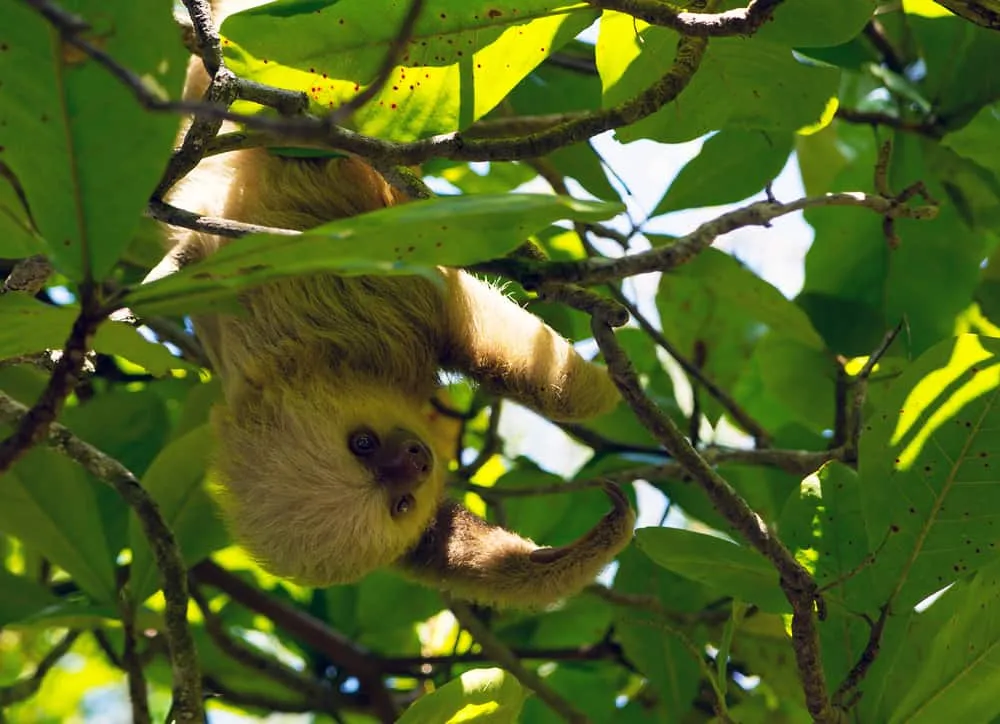 Manuel Antonio Costa Rica Sloth