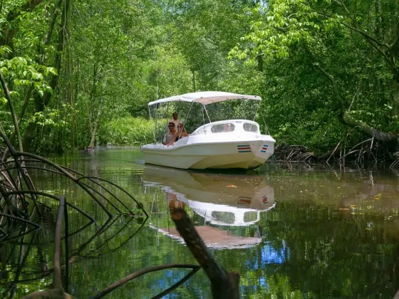 A boat is traveling down a river in the jungle.