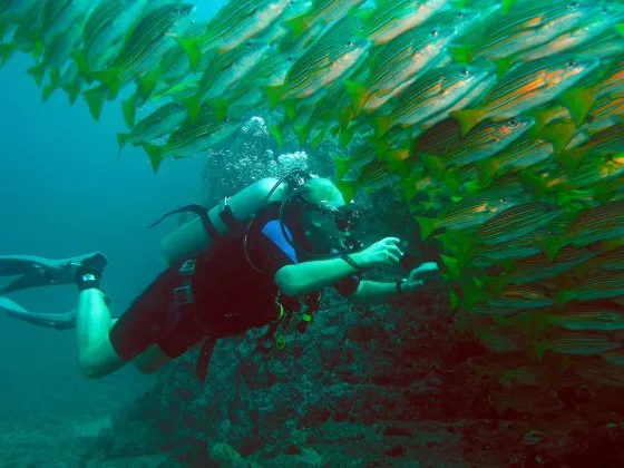 A scuba diver in front of a school of fish.