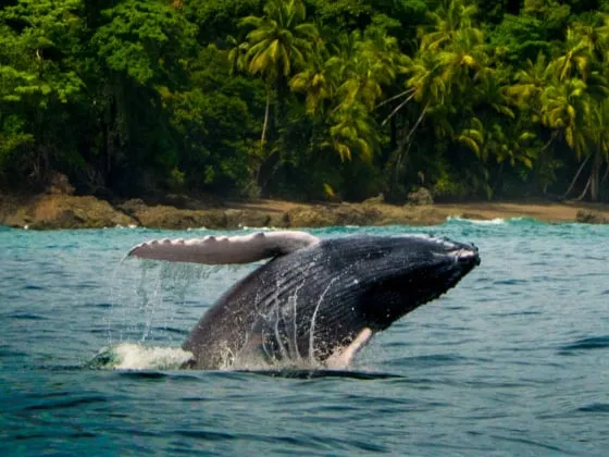 A humpback whale jumping out of the water.