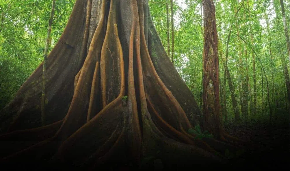 The roots of a tree in the jungle.