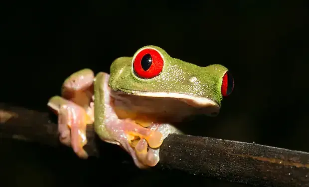 A green tree frog with red eyes sitting on a branch.
