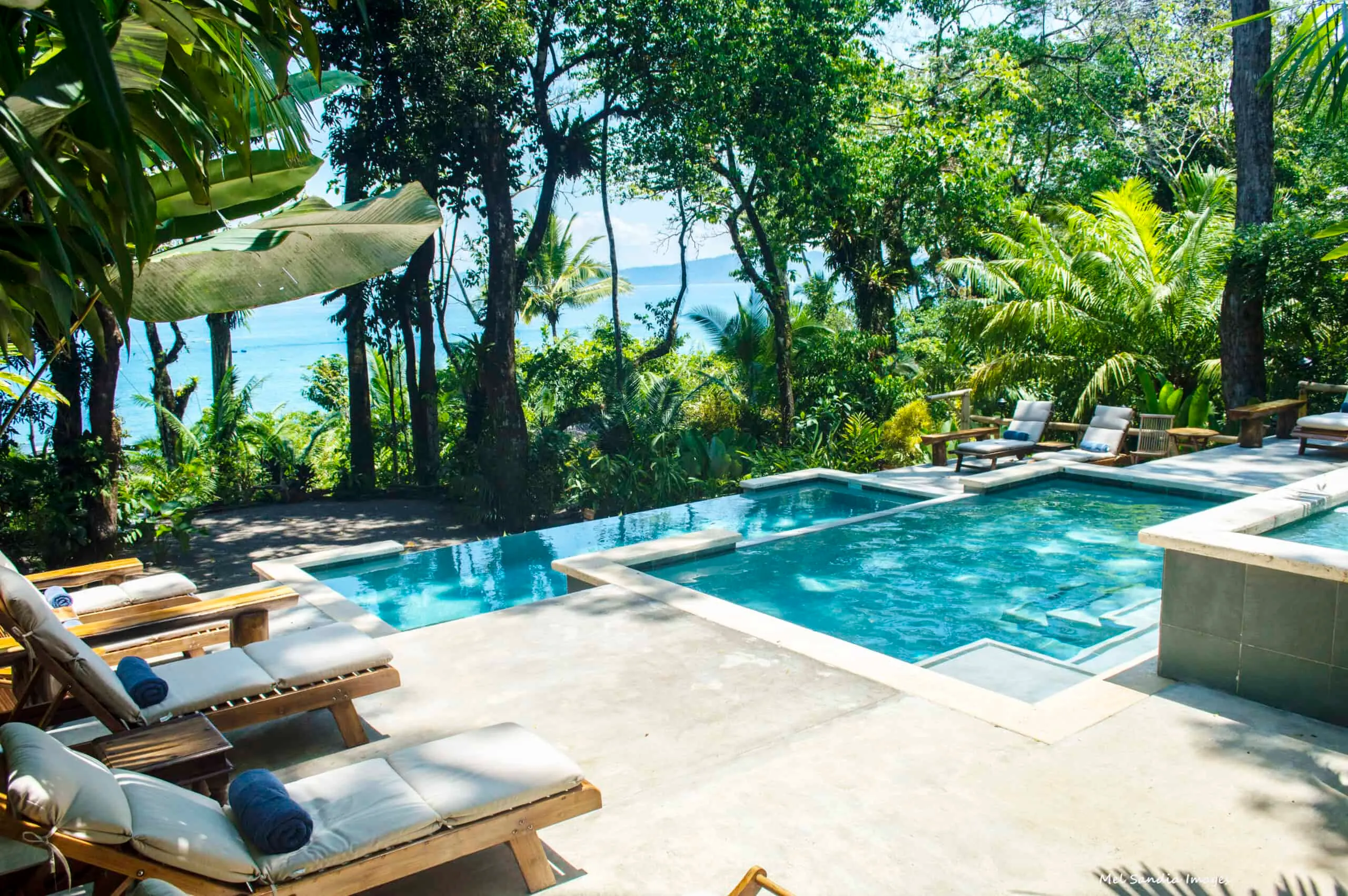 A swimming pool in the middle of a tropical jungle.