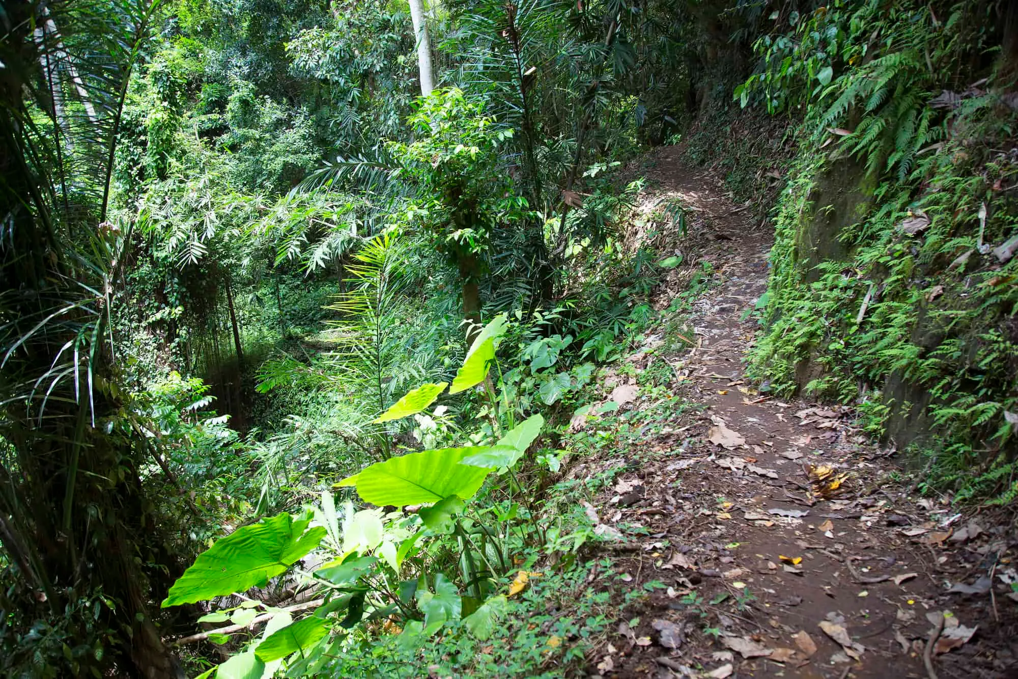 A trail through a lush green jungle.