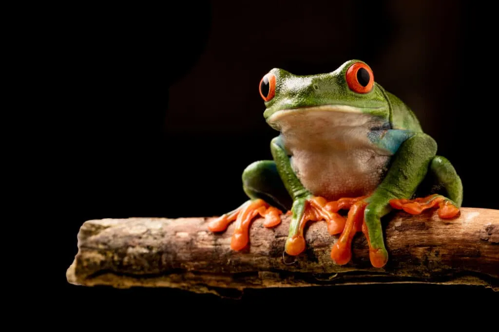 A green tree frog sitting on a branch in rainforest