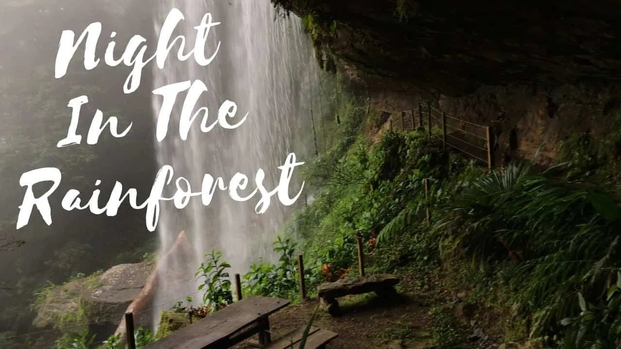 Night in the rainforest.