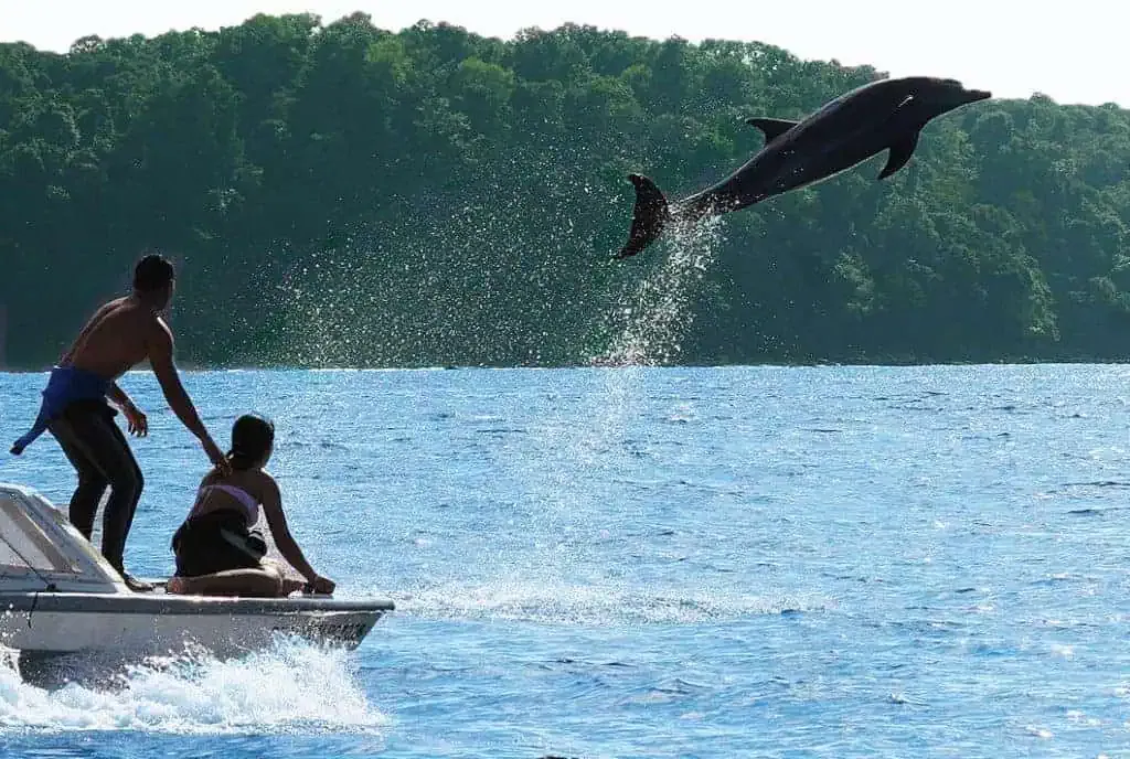 A group of people on a boat watching a dolphin jump out of the water.