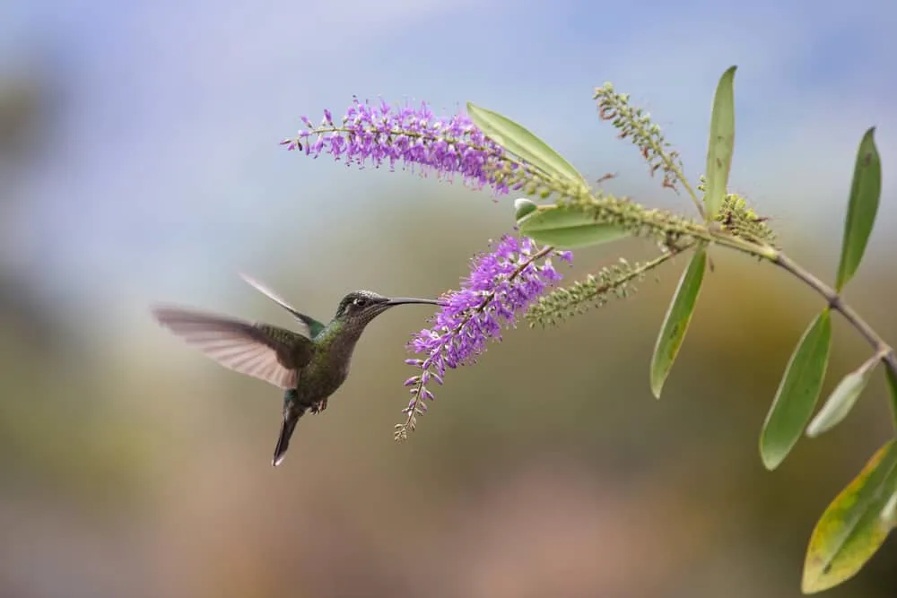 costa rica hummingbirds