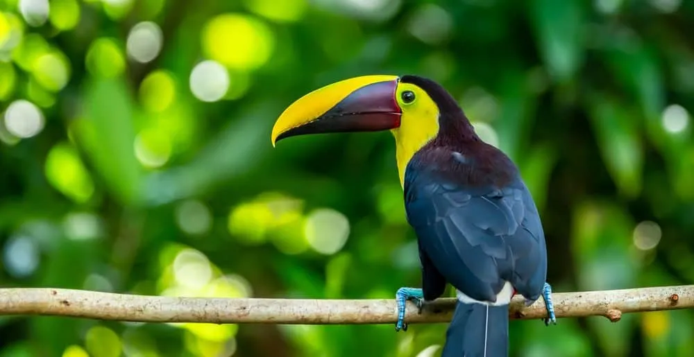 toucans in costa rica