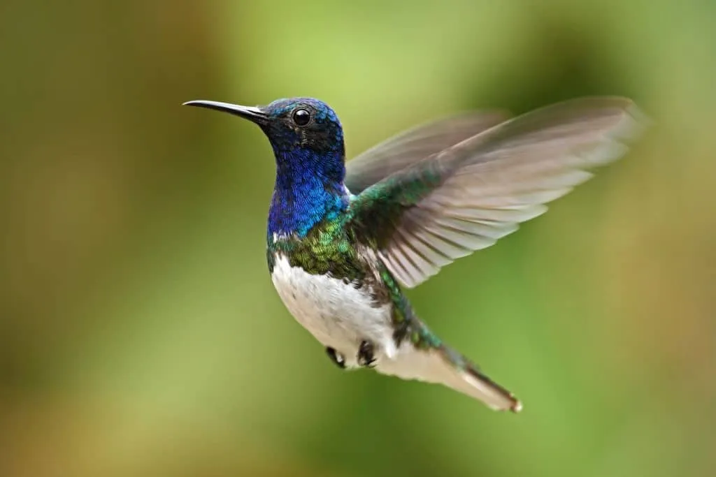 A hummingbird in mid-flight with a blurred green background.
