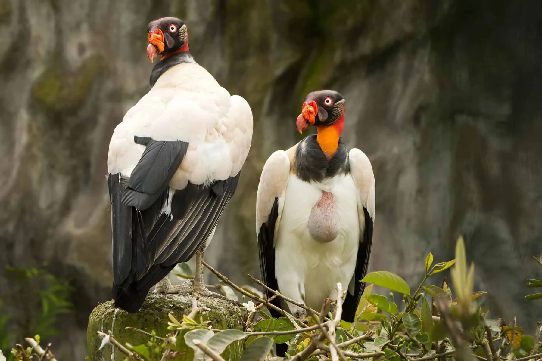 Two king vultures perched on a branch, one facing away and the other facing the camera, set against a rocky backdrop.