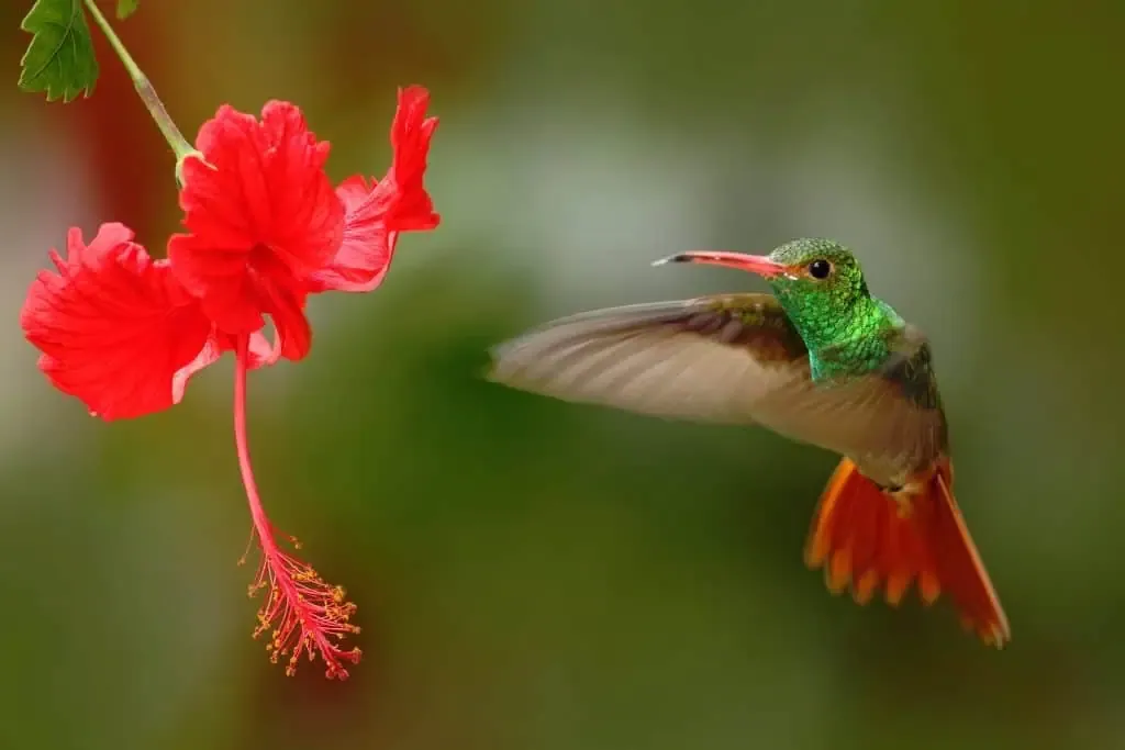A hummingbird hovering next to a red hibiscus flower.