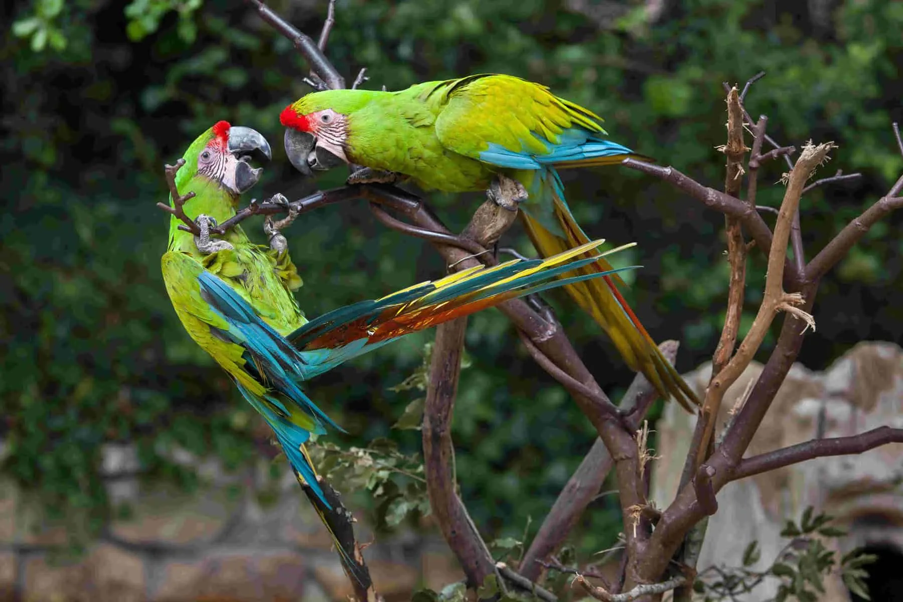 Two green macaws perched on branches, one with red detailing on its wings and tail, and the other showing its profile in a natural setting.