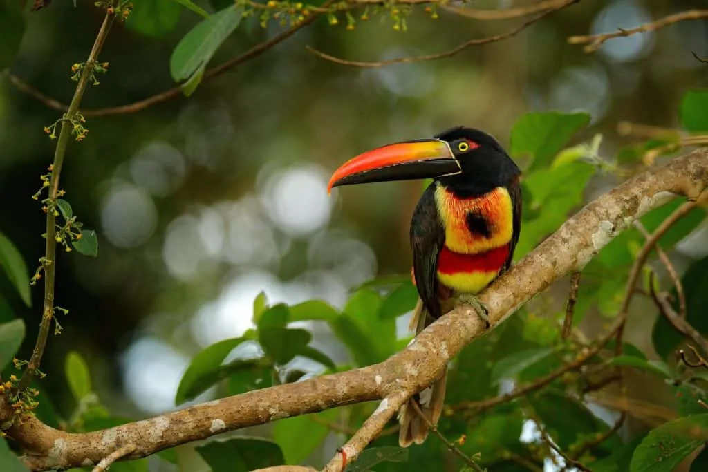 A colorful toucan perched on a tree branch in a natural setting.