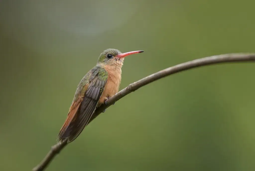 A hummingbird perched on a twig against a blurred green background.