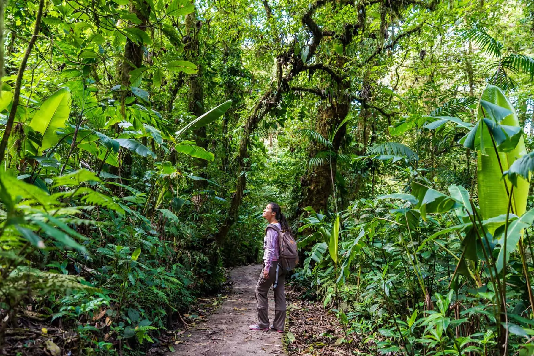 A hiker pausing to observe the surroundings on a lush forest trail.
