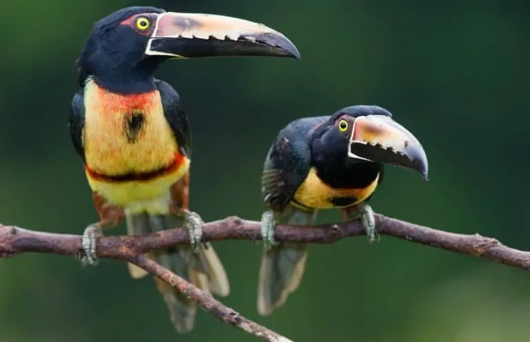 Two collared aracaris perched on a branch.