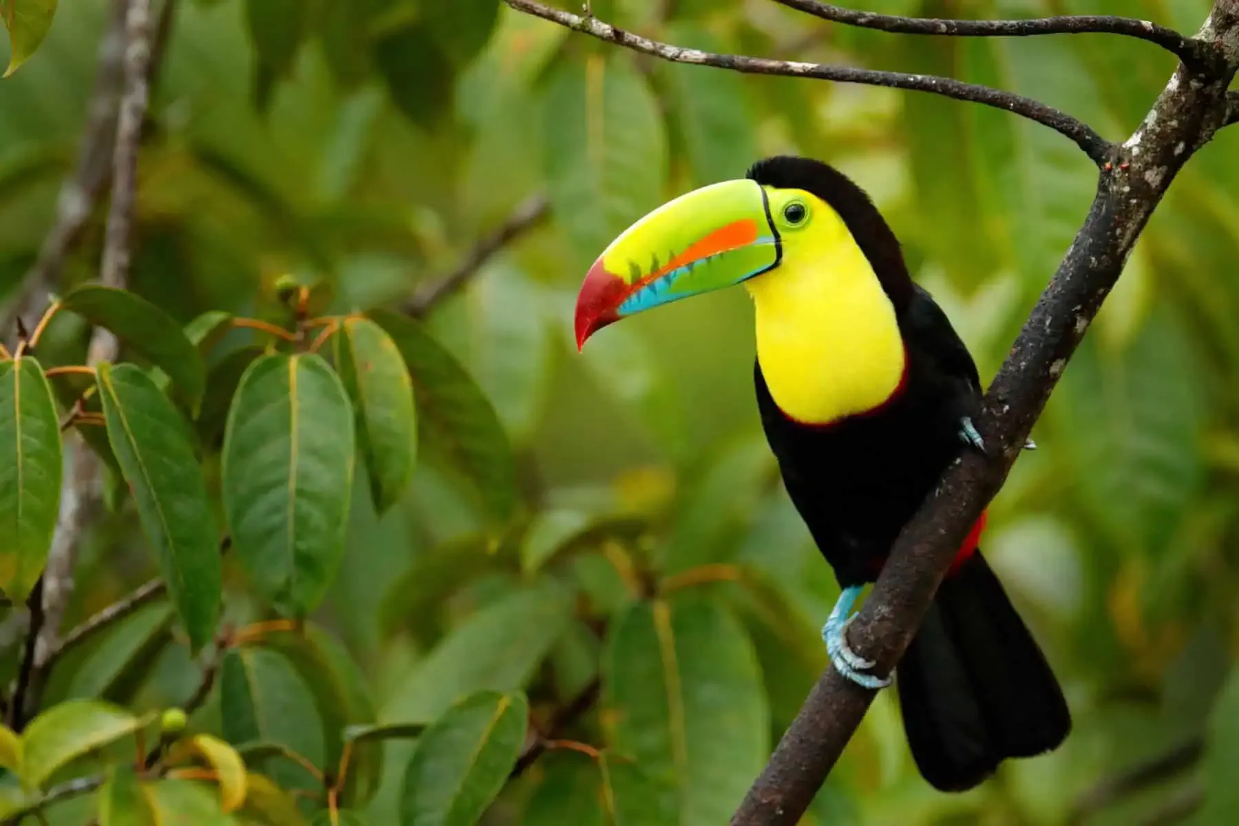 A keel-billed toucan perched on a branch amidst green foliage.