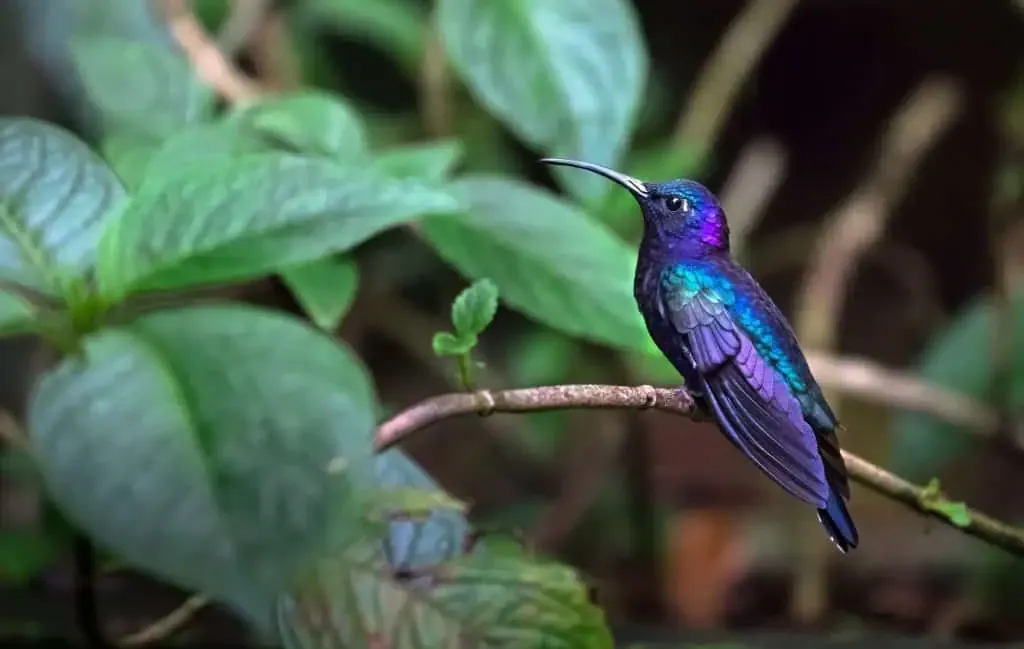 A vibrant hummingbird perched on a branch among green foliage.