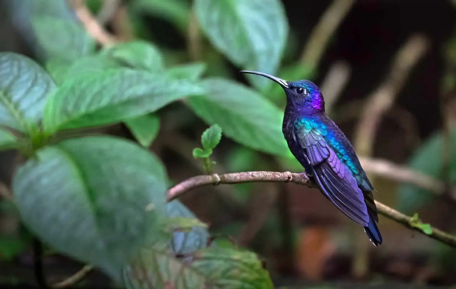 A vibrant hummingbird perched on a branch among green foliage.