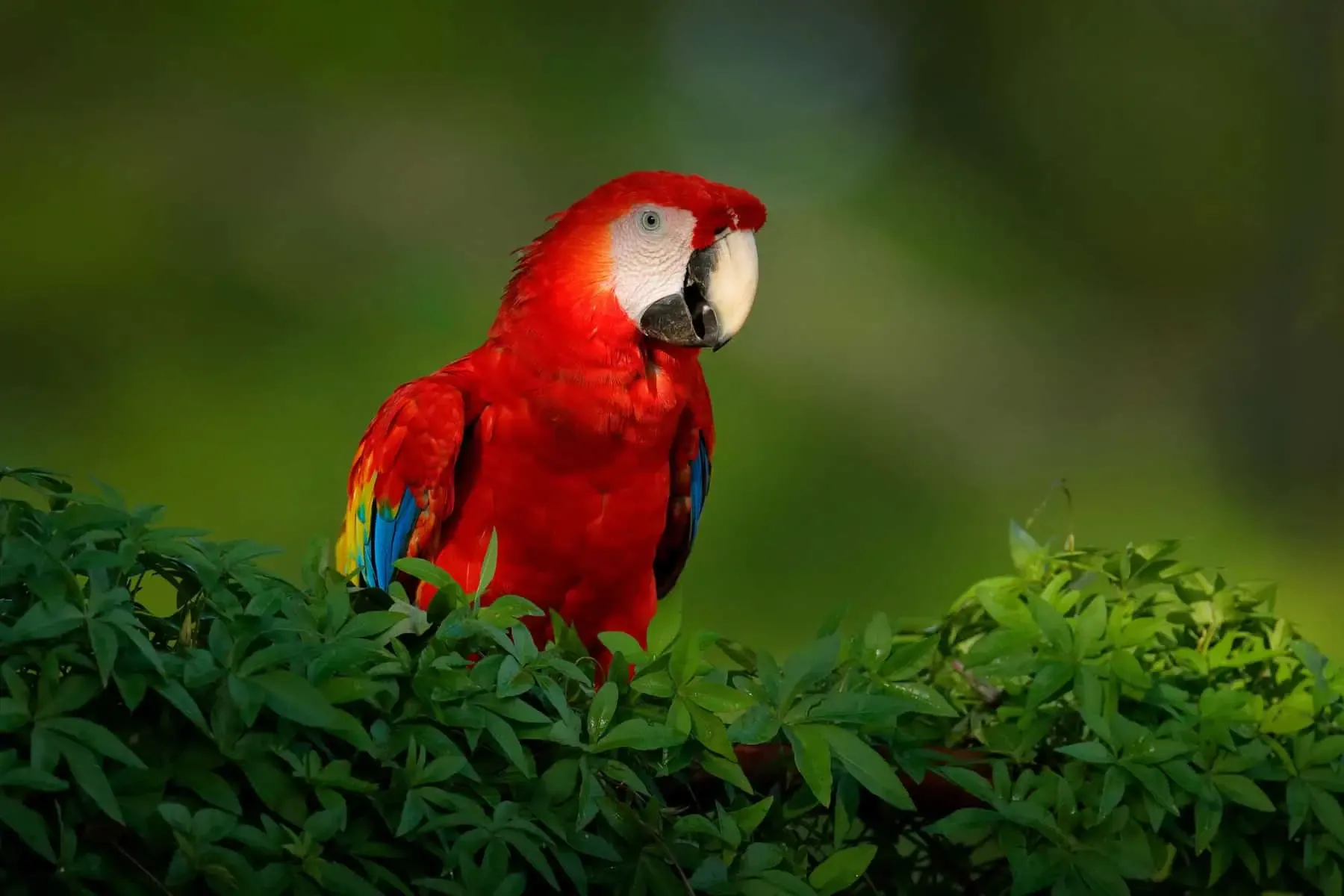 A vibrant red macaw perched on a green bush.