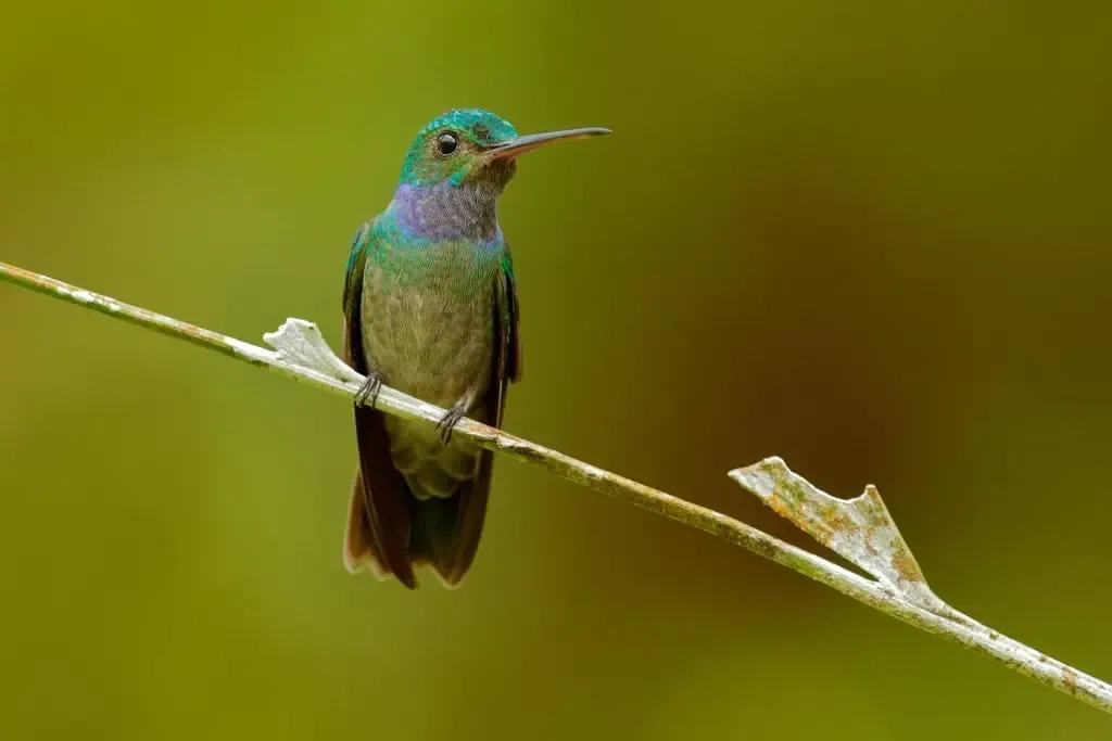 A hummingbird perched on a twig against a soft green background.