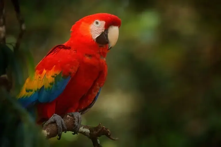 A vibrant scarlet macaw perched on a branch against a blurred green background.