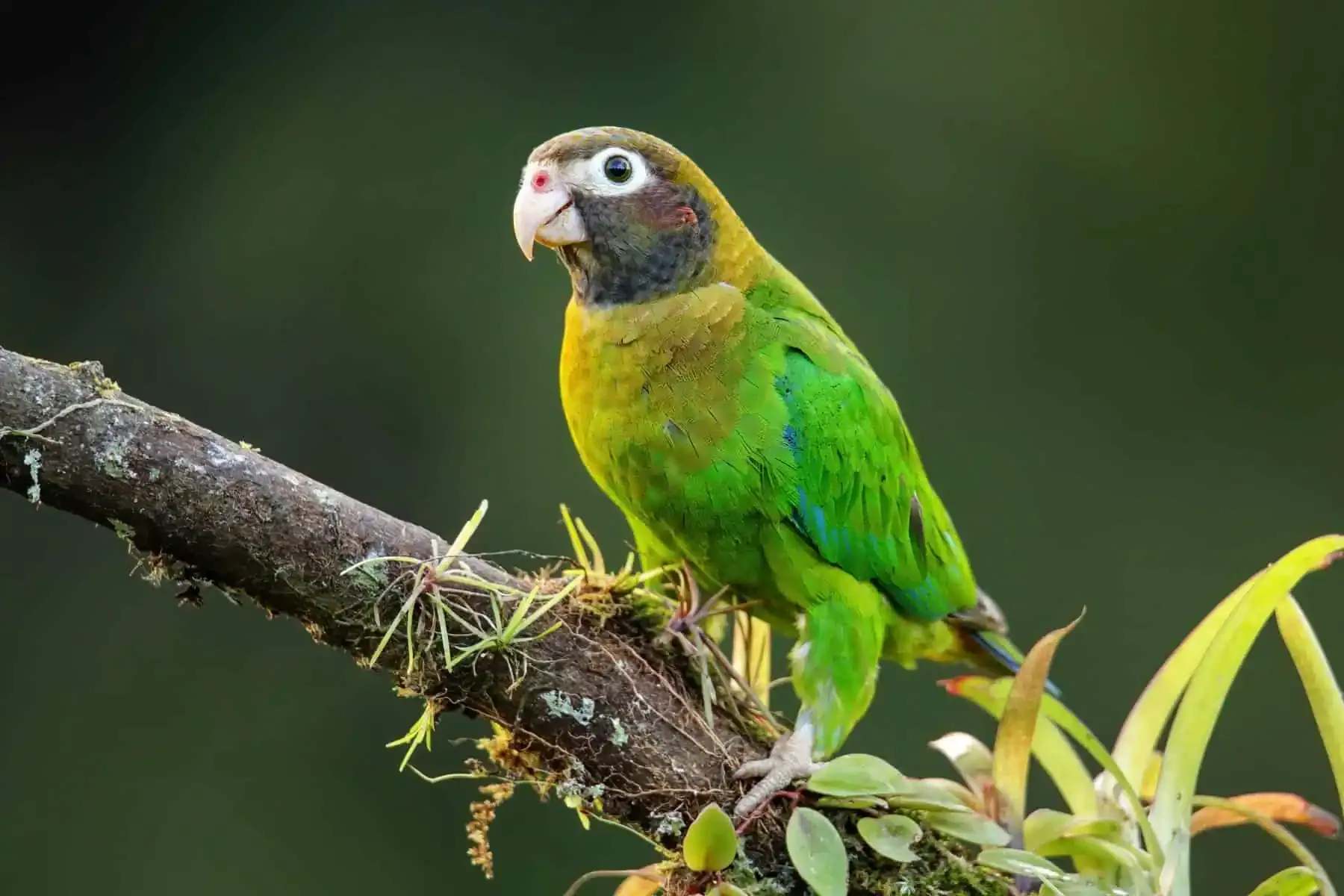 A colorful parrot perched on a mossy branch against a soft-focused green background.