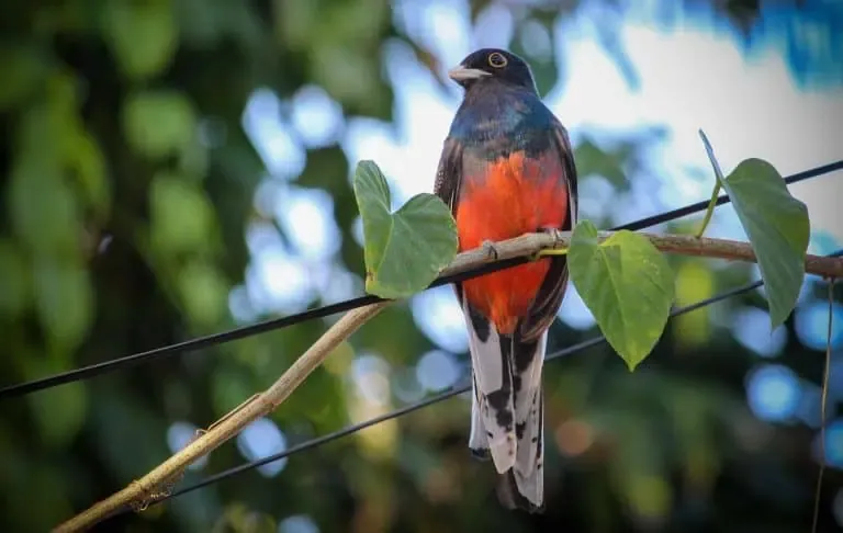 A colorful bird with red and blue plumage perched on a branch against a blurred green leafy background.