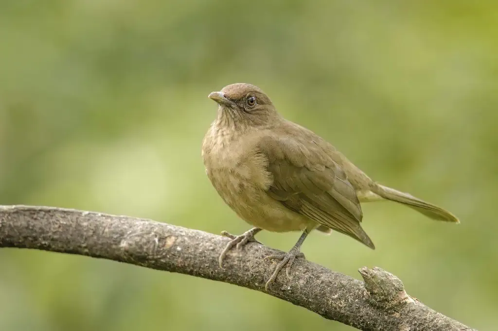A brown thrush perched on a tree branch with a soft green background.