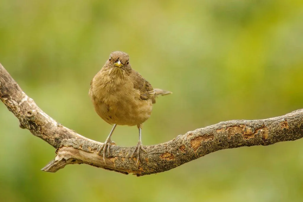 A small bird perched on a tree branch with a soft green background.