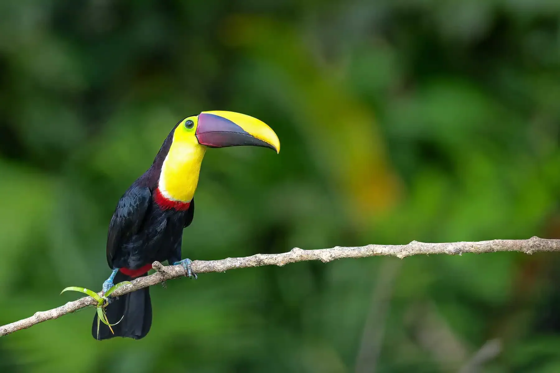 A toucan perched on a branch with a lush green background.