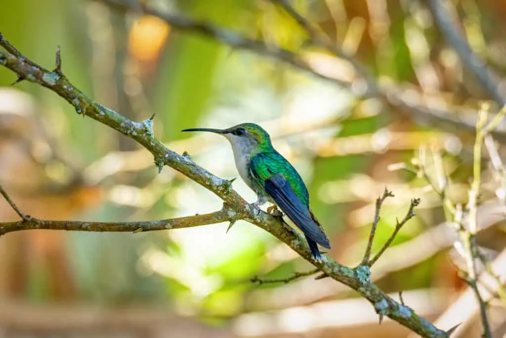 A hummingbird perched on a branch in a natural setting.