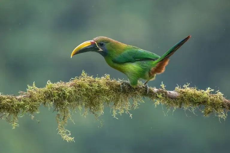 A vibrant emerald toucanet perched on a moss-covered branch in a lush green forest.
