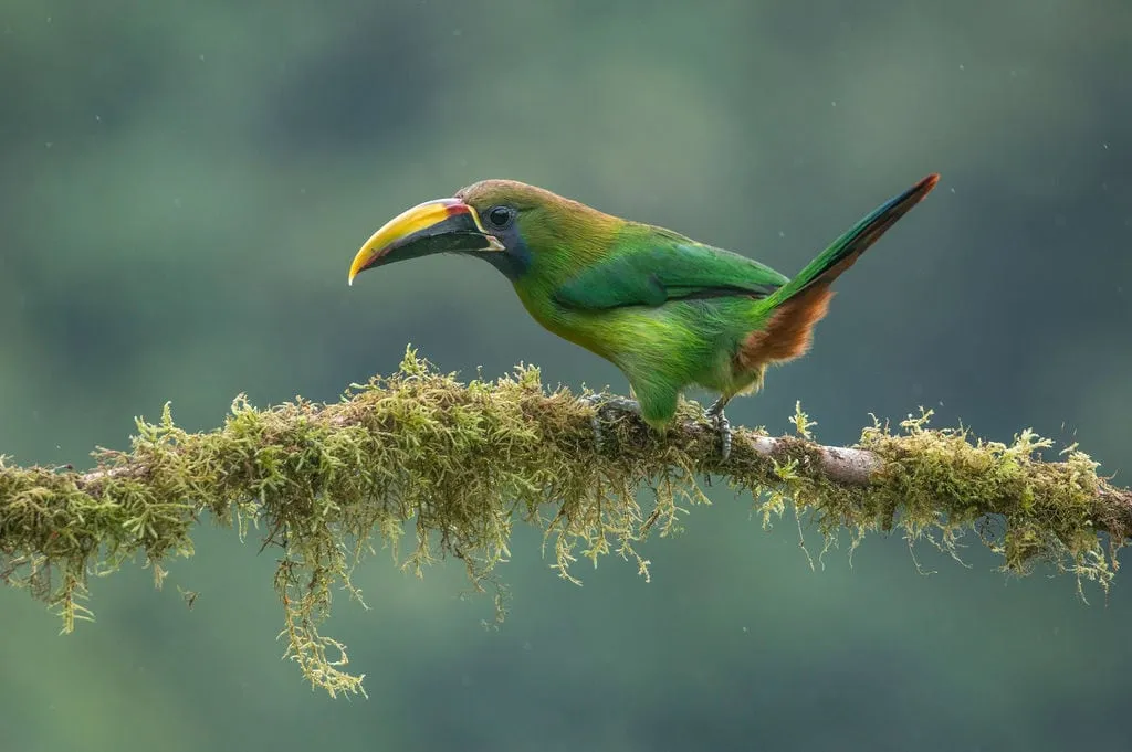 A vibrant emerald toucanet perched on a moss-covered branch in a lush green forest.