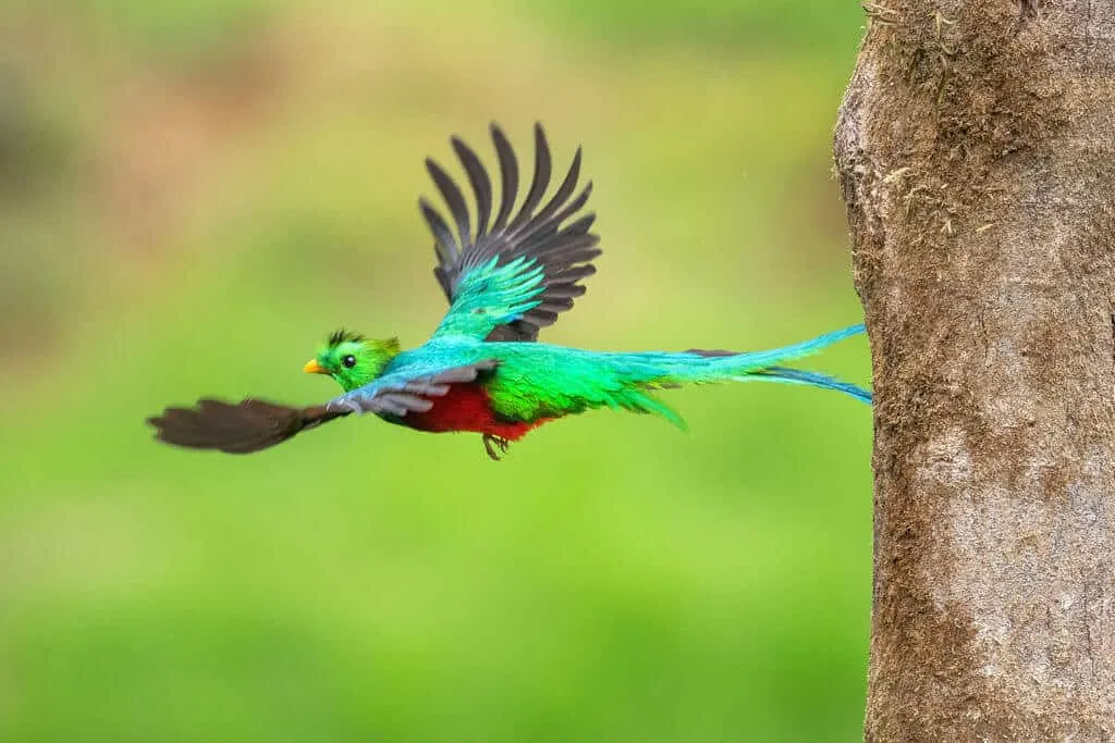 A vibrant quetzal bird mid-flight with its wings spread wide.