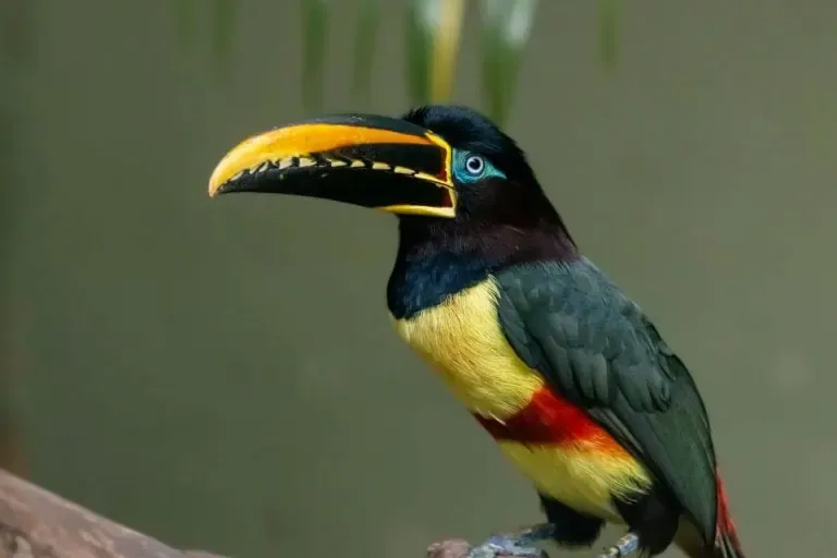 A colorful toucan perched on a branch.