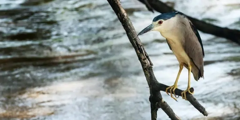 A black-crowned night heron perched on a branch above water.