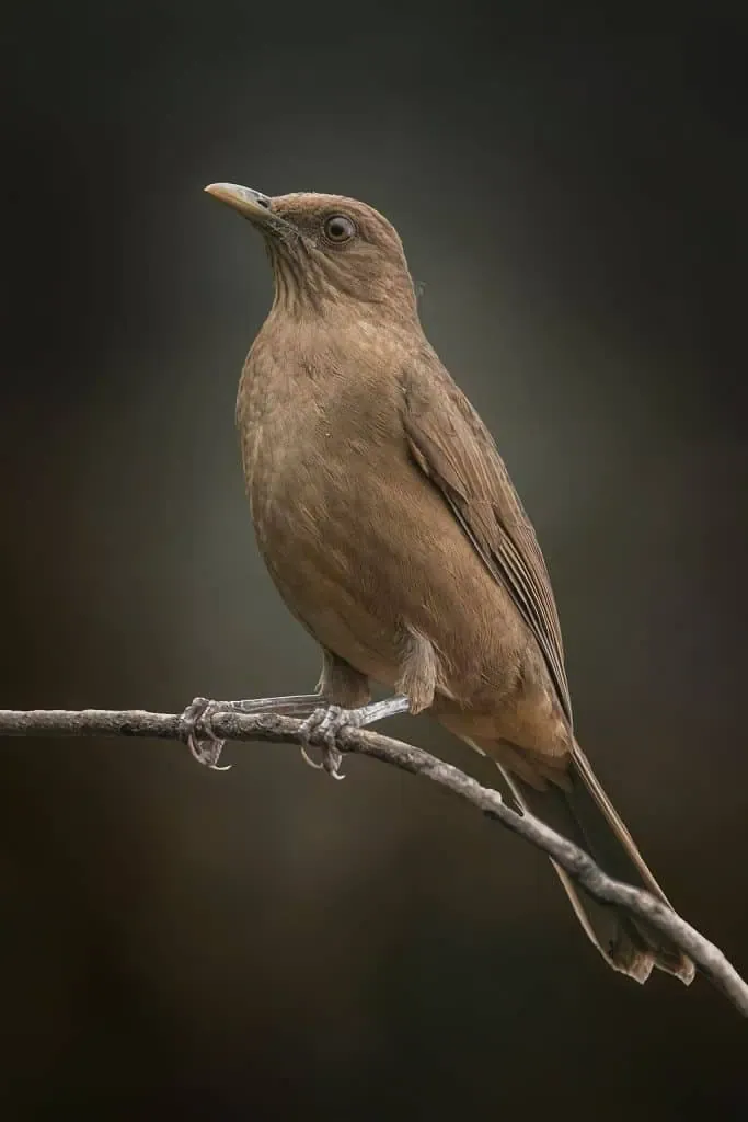A plain brown bird with a straight beak perched on a thin branch against a dark background.
