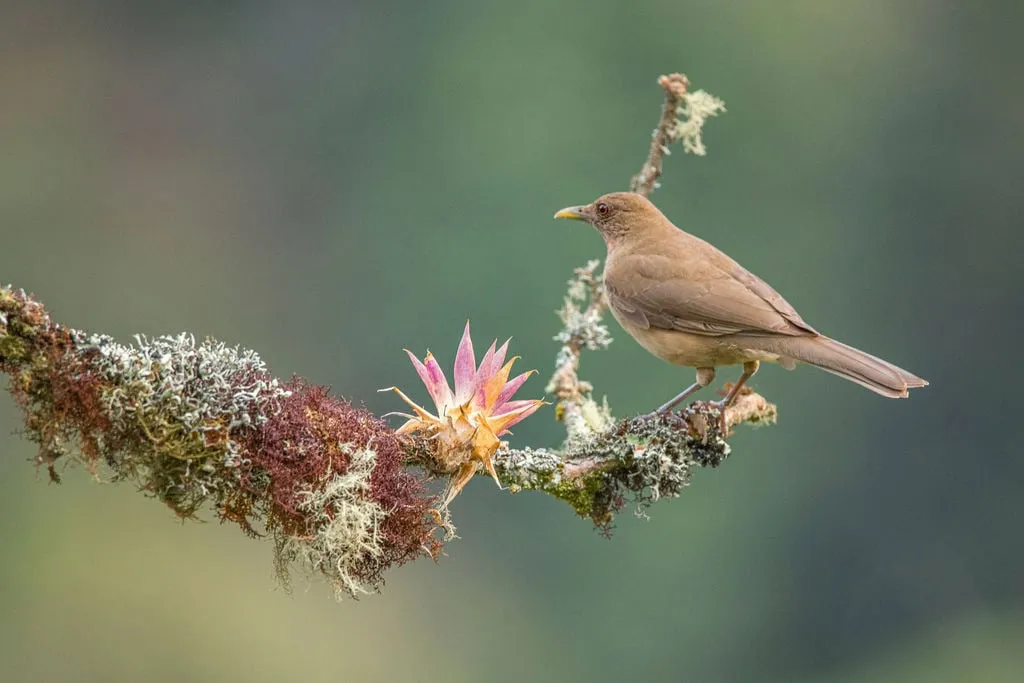A brown bird is perched on a lichen-covered branch next to a pink flower, with a blurred green background.