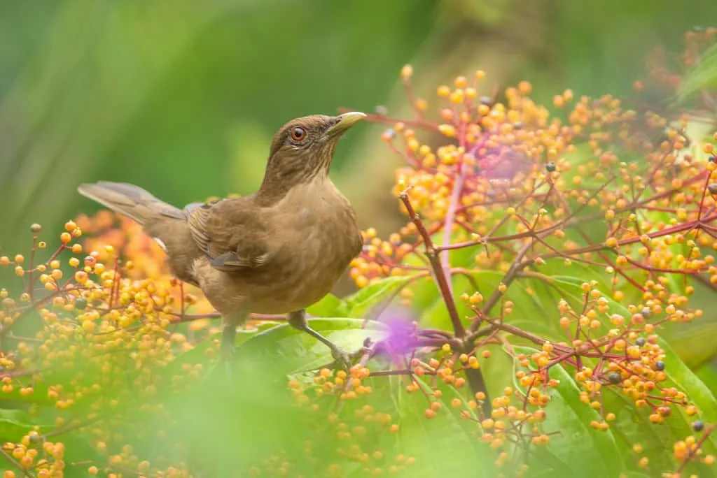 A small brown bird is perched on vibrant orange and red berries surrounded by green foliage.