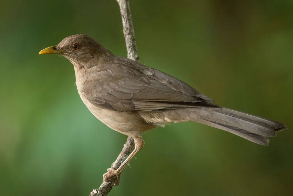 A brown bird with a yellow beak is perched on a thin branch against a blurred green background.