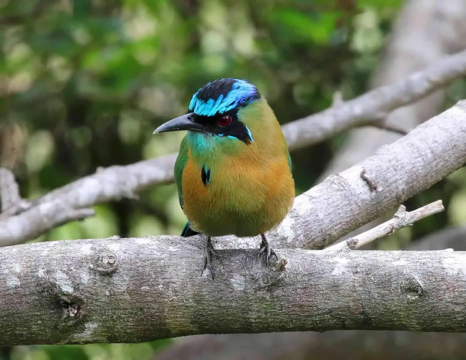 A small bird with vibrant blue and green plumage and a long beak is perched on a tree branch against a blurred green background.