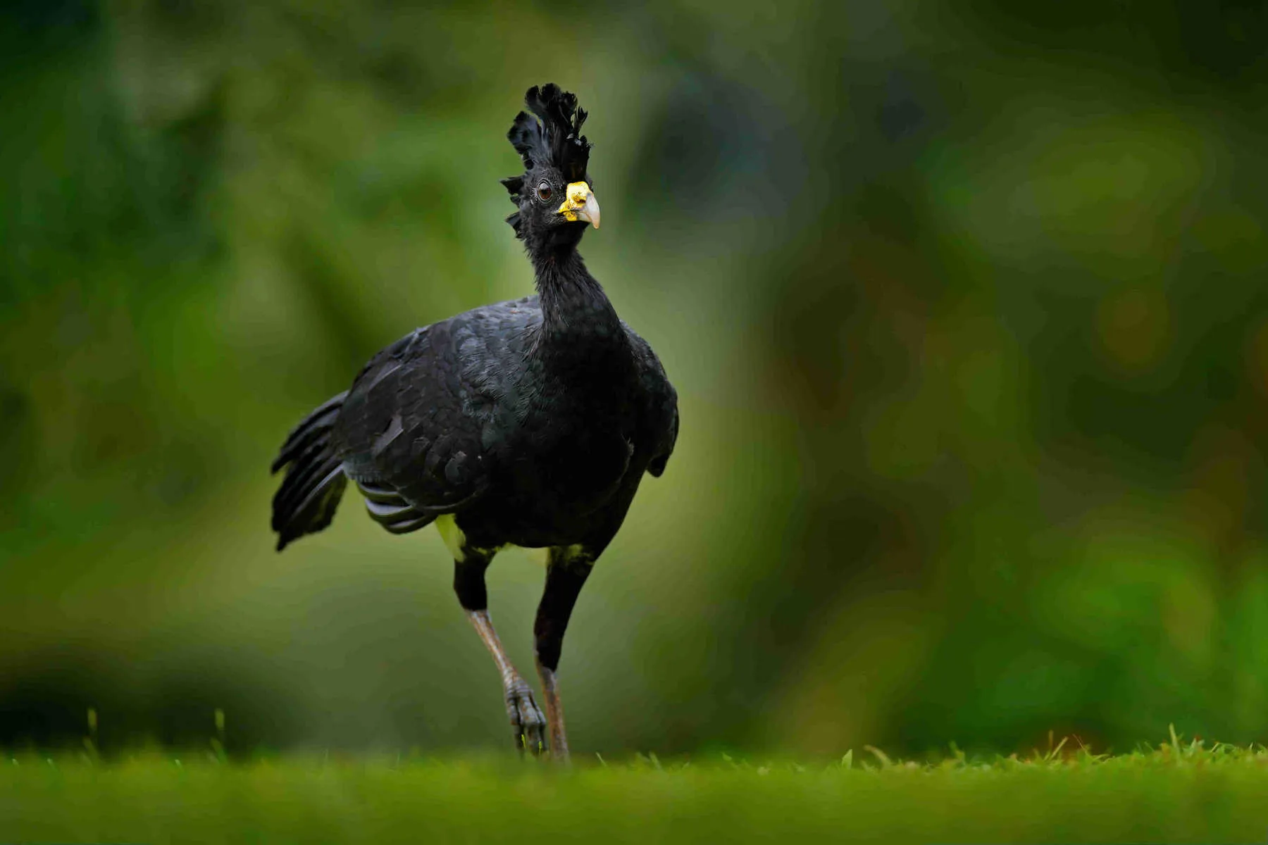 A black bird with a crest on its head is walking on grass with a blurred green background.