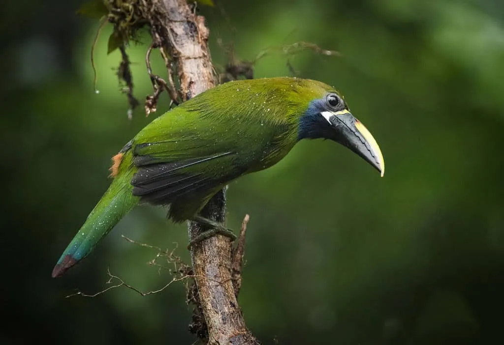 A green toucan with a white and black beak perches on a branch in a dense jungle setting.