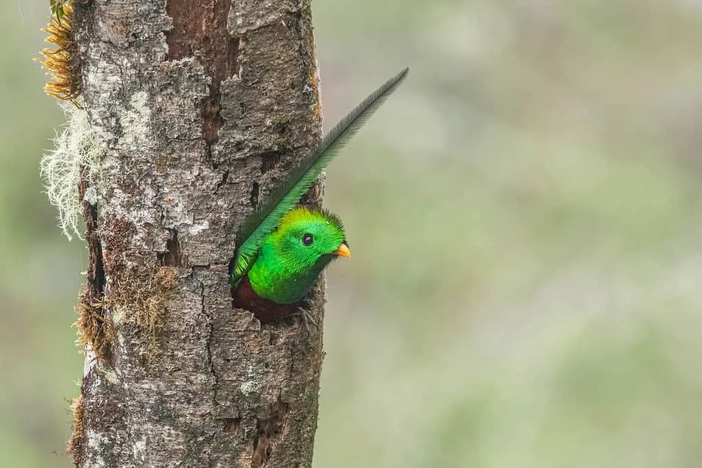 A vibrant green bird, identified as a resplendent quetzal, peers out from a hole in a tree trunk, against a blurred natural background.