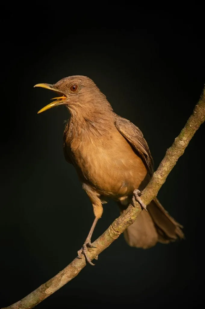 A brown bird with an open beak perches on a thin branch against a dark background.