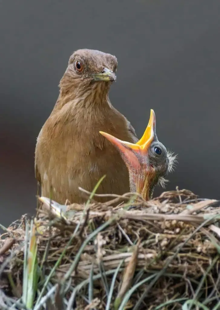 An adult bird stands in a nest next to a small chick with its beak wide open, surrounded by twigs and branches.