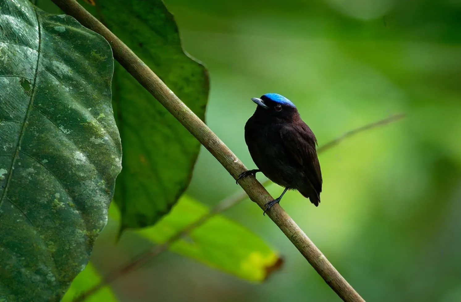 A small black bird with a bright blue cap sits on a thin branch surrounded by large green leaves.