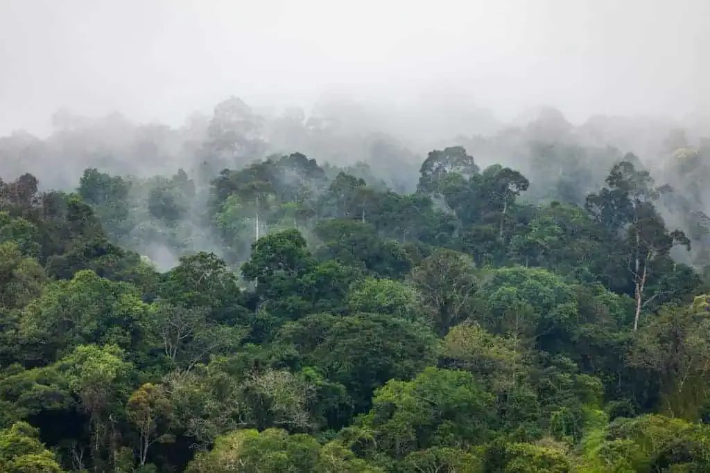Dense green forest covered with mist, featuring various trees and foliage under a cloudy sky.